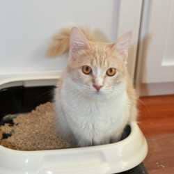 Diarrhée chez le chat : causes et traitement