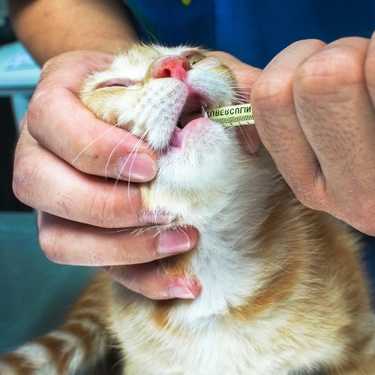 faire-avaler-pansement-digestif-pipette-chat faire avaler un pansement digestif avec une pipette chez le chat