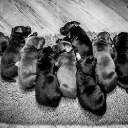 nombre moyen de chiots par portée