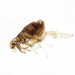 puce-parasite-chien La puce, un parasite cutané du chien