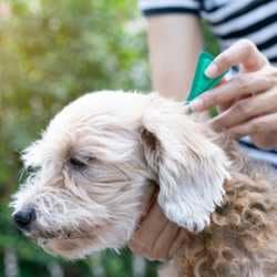 Puces du chien : un guide complet