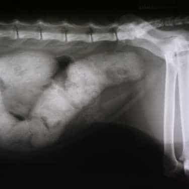 radiographie-abominale-mégacôlon-chat-constipation radiographie abdominale chat : mégacôlon suite constipation