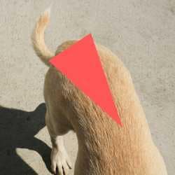 triangle-dorso-lombaire-DAPP-chien Triangle dorso-lombaire avec lésions et démangeaisons en cas de DAPP chez le chien