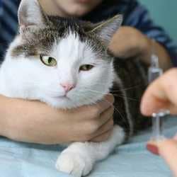 vaccin rage chez le chat