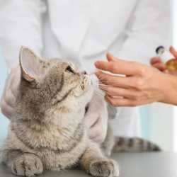 vaccins obligatoires chez le chat