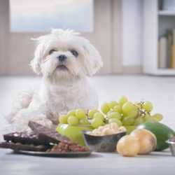 Intoxication alimentaire du chien : guide complet